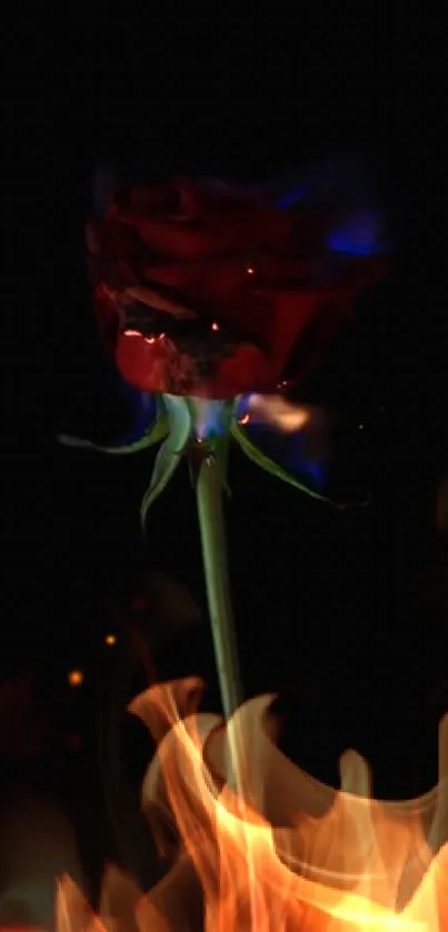 Burning rose with fiery flames on dark background.