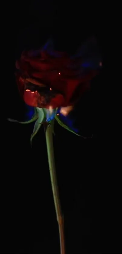 Burning red rose against a dark background.