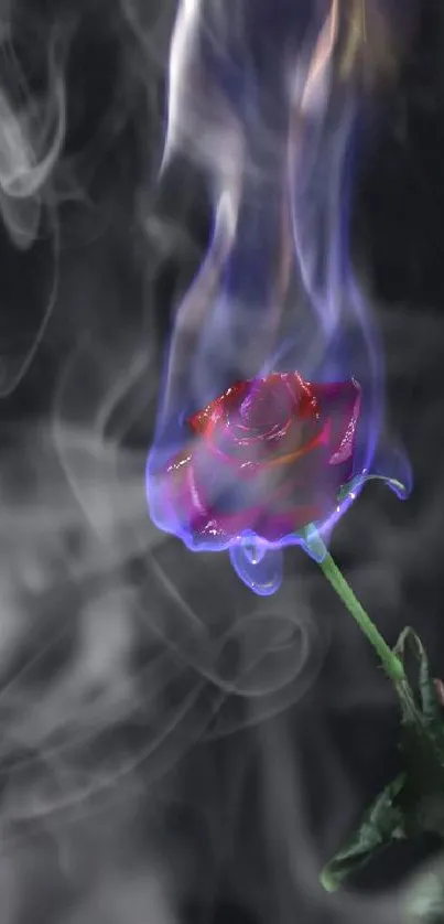 A vivid red rose enveloped in blue flames against a dark background.