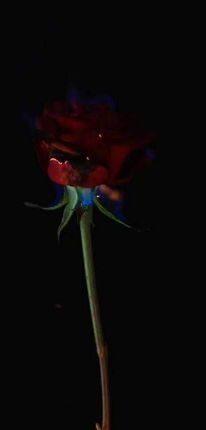 Red rose with blue flames on black background.