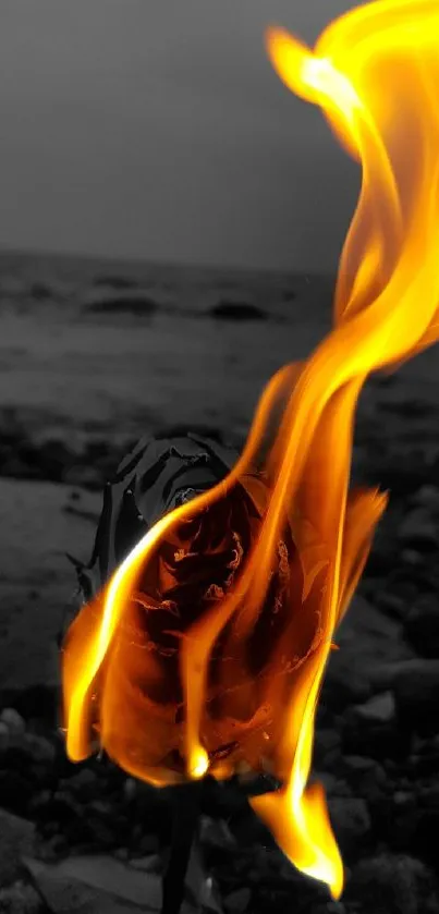 A striking image of a burning rose on a rocky shore with an orange flame.