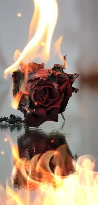 Burning rose with dramatic reflection on a smooth surface.