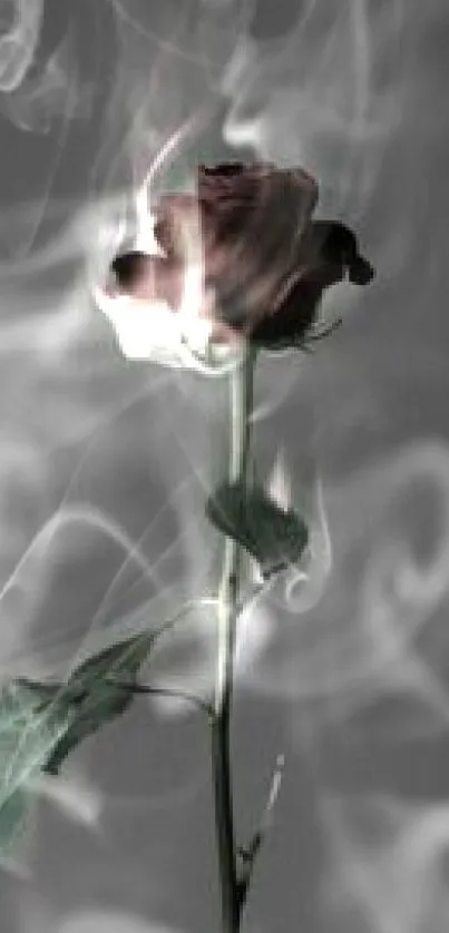 A striking mobile wallpaper of a burning rose with a dark gray background.