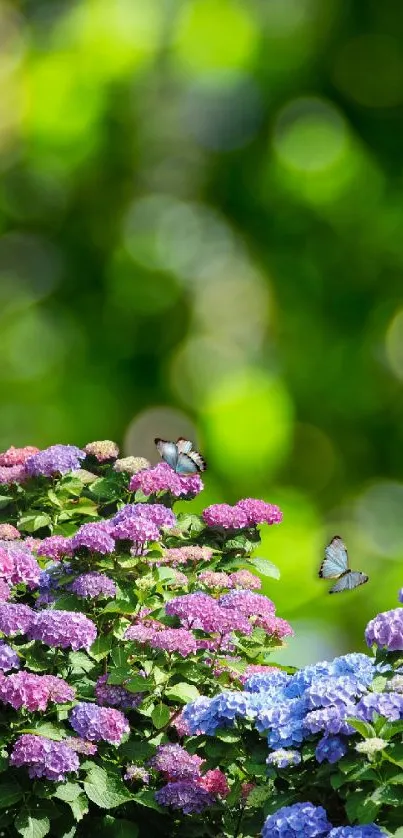 Vibrant hydrangeas with butterflies against a lush green bokeh background.