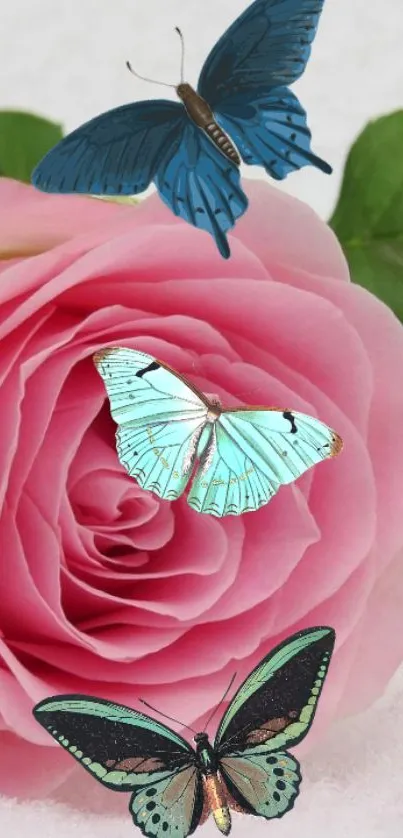 Butterflies landing on a pink rose, creating a vibrant and elegant wallpaper.