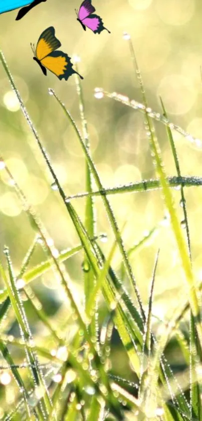 Vibrant butterflies over dewy grass in sunlight.