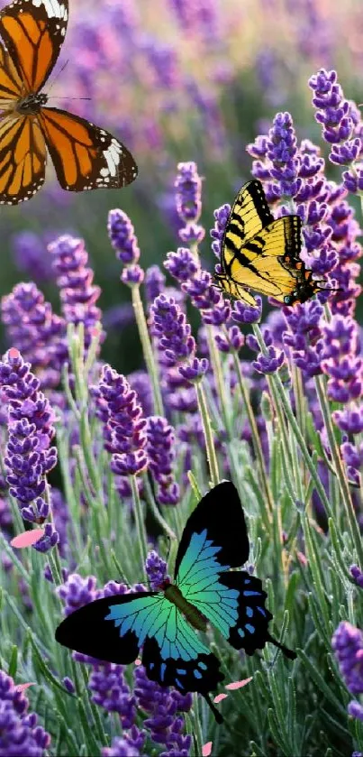 Colorful butterflies in a vibrant lavender field with blooming purple flowers.