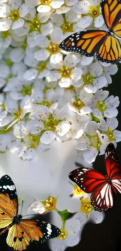 Three colorful butterflies on white blossoms.