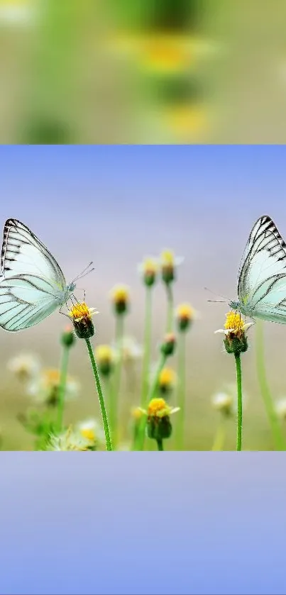 Two butterflies resting on yellow flowers with a blue background.