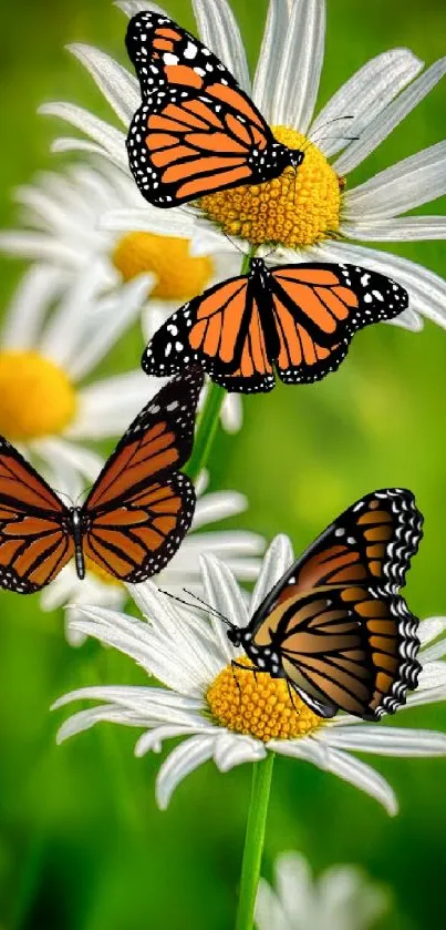 Orange monarch butterflies on daisies with a green background.