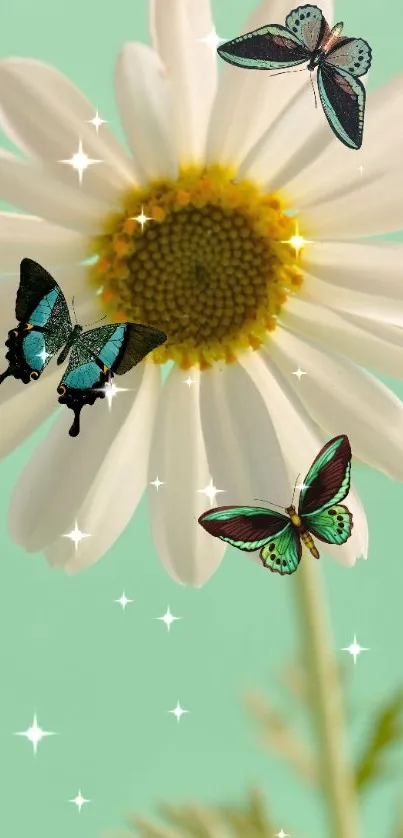 Daisy with butterflies on mint green background.