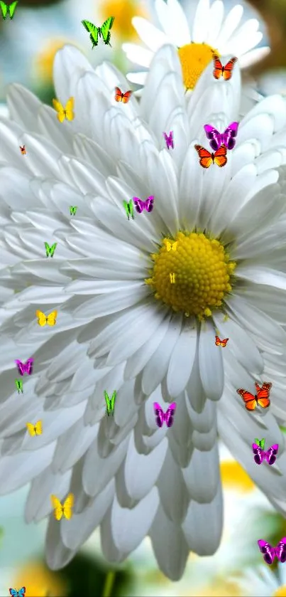 A white daisy with colorful butterflies on it.