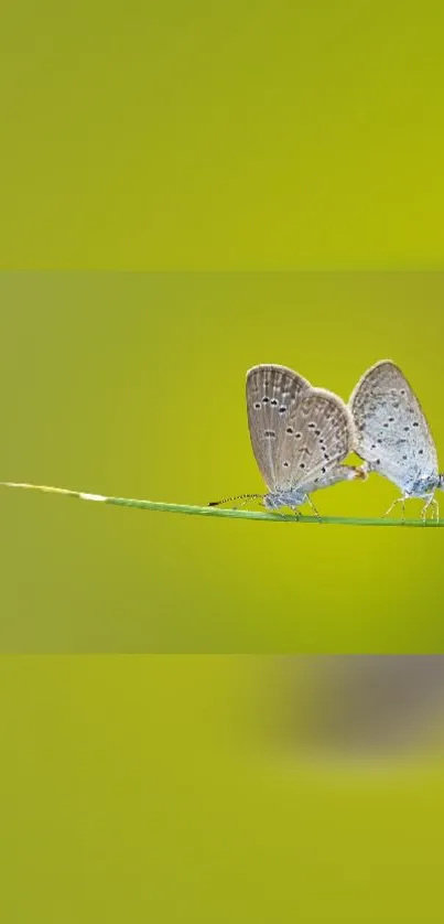Two butterflies perched on grass with a green background.