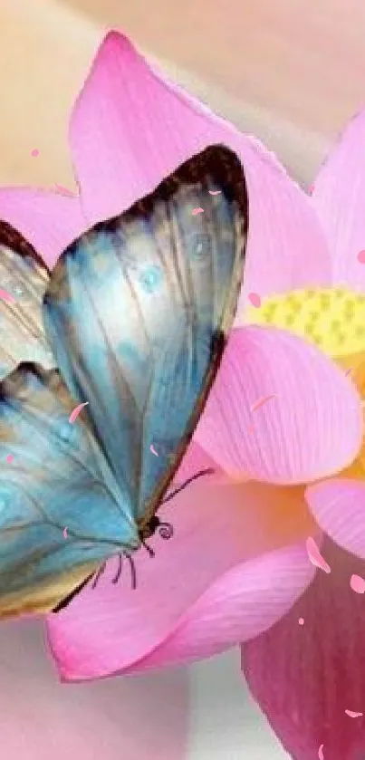 Blue butterflies on a pink lotus flower wallpaper.