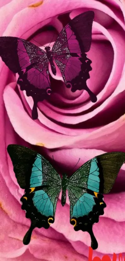 Two colorful butterflies on a pink rose.