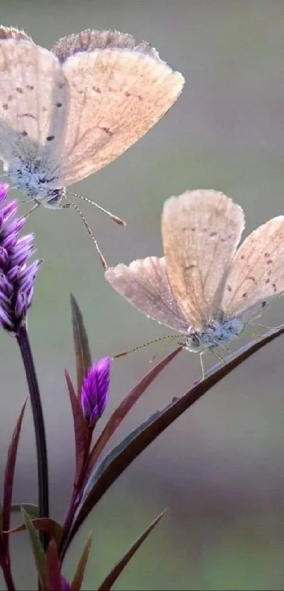 Two butterflies on purple flowers with blurred green background.