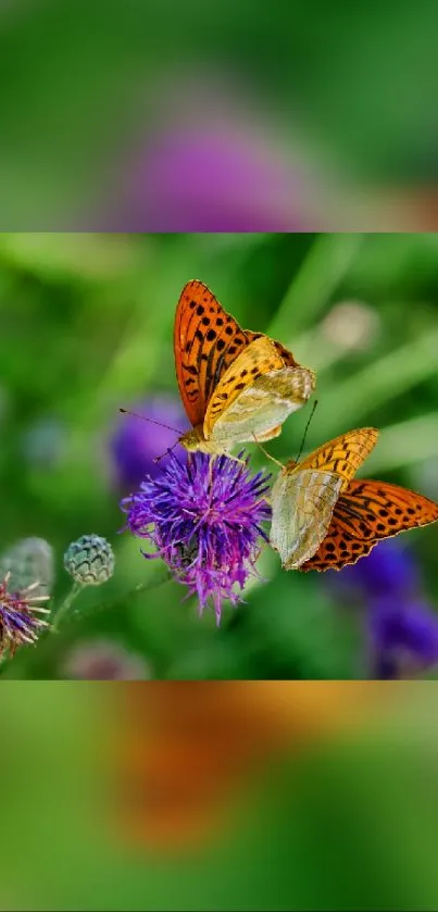 Two butterflies on a purple flower with a green blurred background.