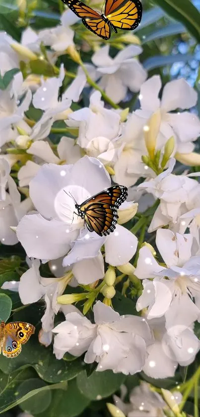 Butterflies resting on white flowers with green leaves