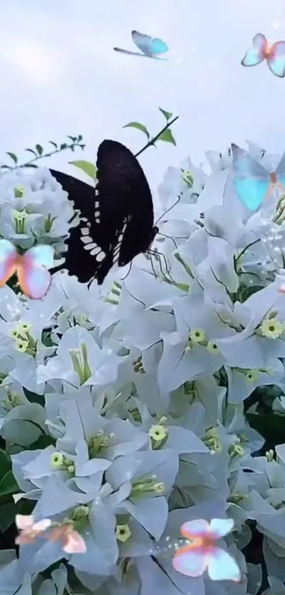 Black butterfly on white flowers with colorful butterflies.