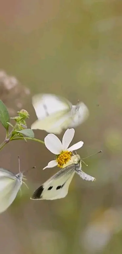 Butterflies fluttering on wildflower in nature scene.