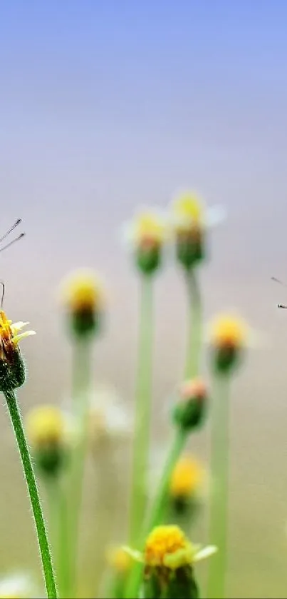 Butterflies perched on wildflowers with a blurred background.