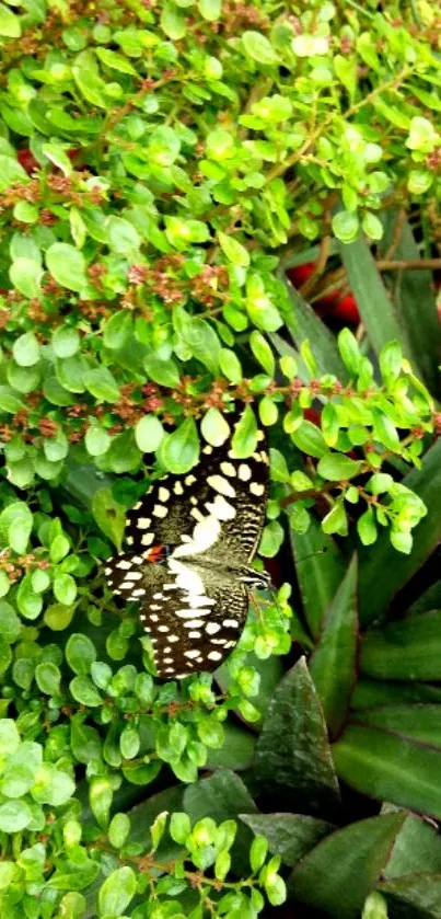 Butterfly resting on vibrant green leaves with lush background.