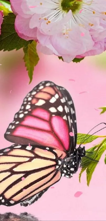 Butterfly resting on a cherry blossom branch with pink background.