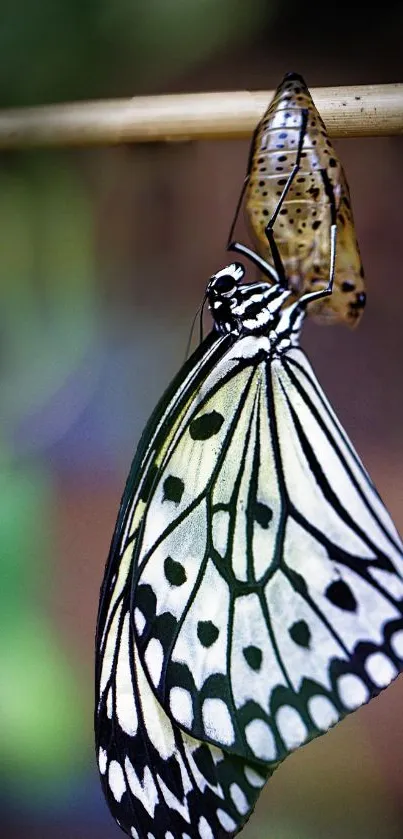 Close-up of butterfly emerging from chrysalis with detailed wing pattern.