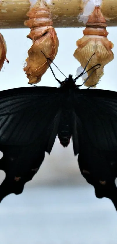 Black butterfly and chrysalises mobile wallpaper.