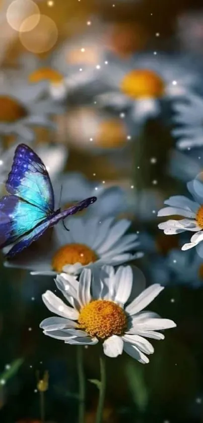 Blue butterfly on white daisies in a serene nature scene.
