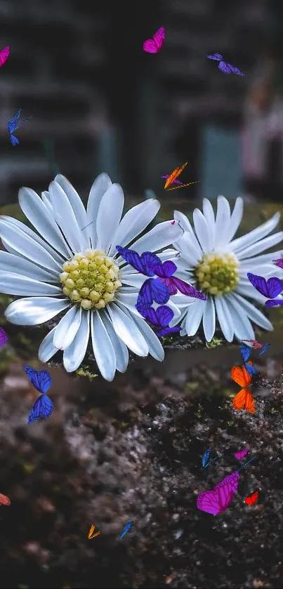 Two white daisies with colorful butterflies on a dark green background.