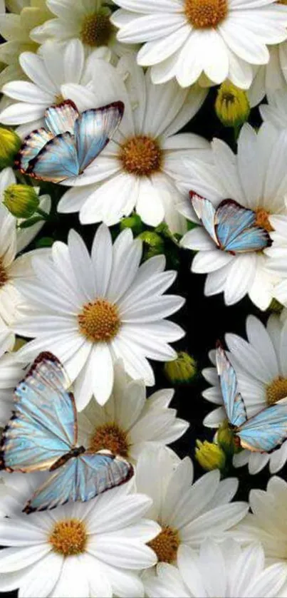 Blue butterflies resting on white daisies.