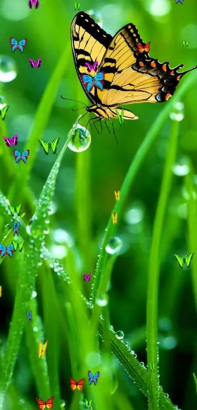 Colorful butterfly on dewy grass wallpaper.