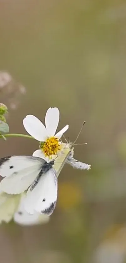 White butterfly on flower with beige background.