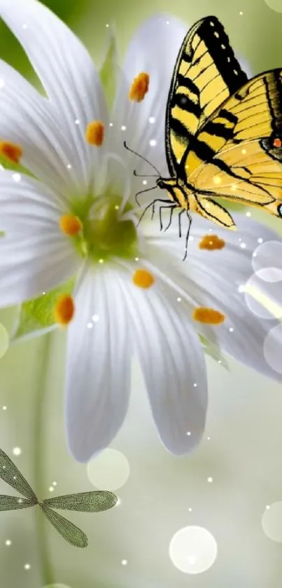 Butterfly on white flower with bokeh lights and dragonfly.