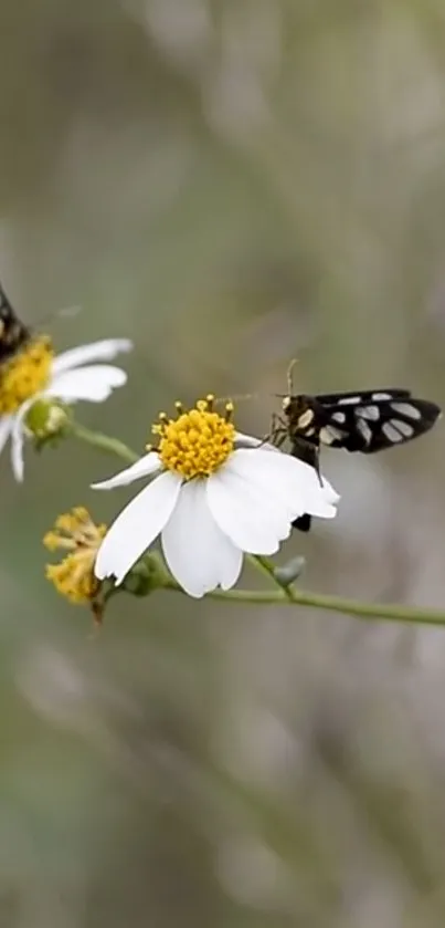 Butterfly resting on a white flower with blurred natural background.