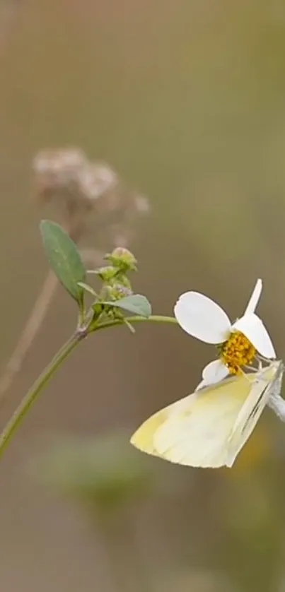 Butterfly on white flower with soft background