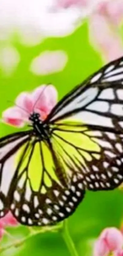 Vibrant butterfly on pink flowers, lush green backdrop.