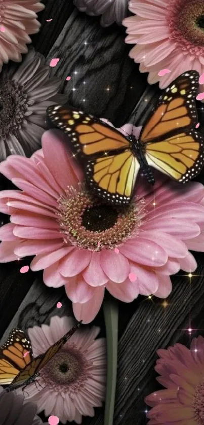 Butterflies resting on pink daisies wallpaper.