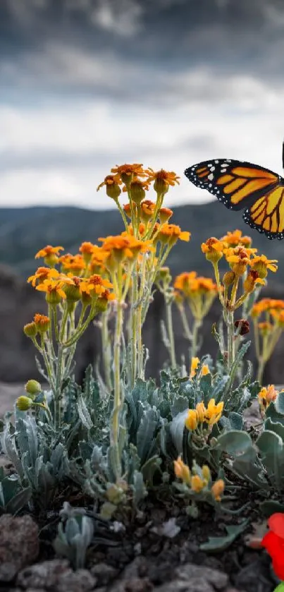 Butterfly over orange flowers with mountain view.