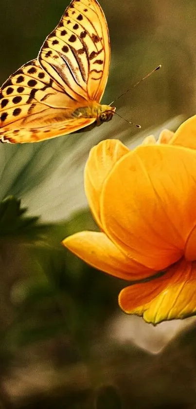 Butterfly hovers over an orange blossom.