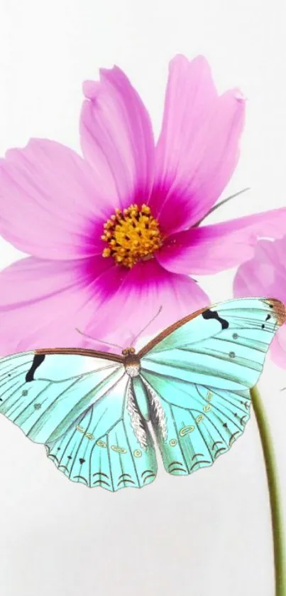 Blue butterfly on pink flowers with a white background.