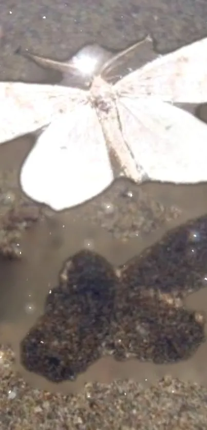 White butterfly with shimmering reflection on brown water surface.