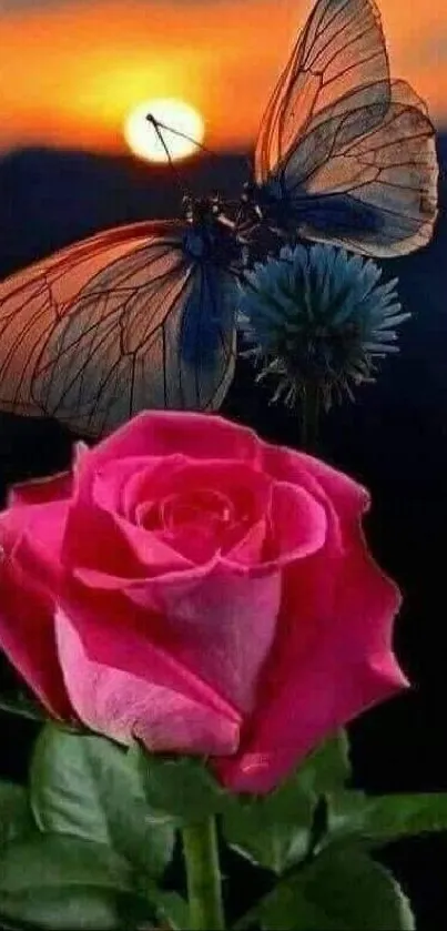 Butterfly on a pink rose during sunset.