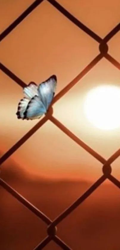 Butterfly resting on fence at sunset.