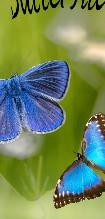 Stunning blue butterflies on a green natural background wallpaper.