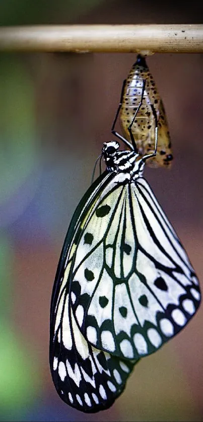 Butterfly emerging from chrysalis on a vibrant background.
