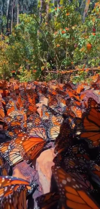 Monarch butterflies in lush green forest wallpaper.