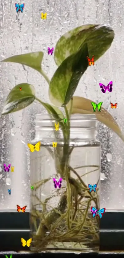 Green plant in jar with butterflies on rainy window.