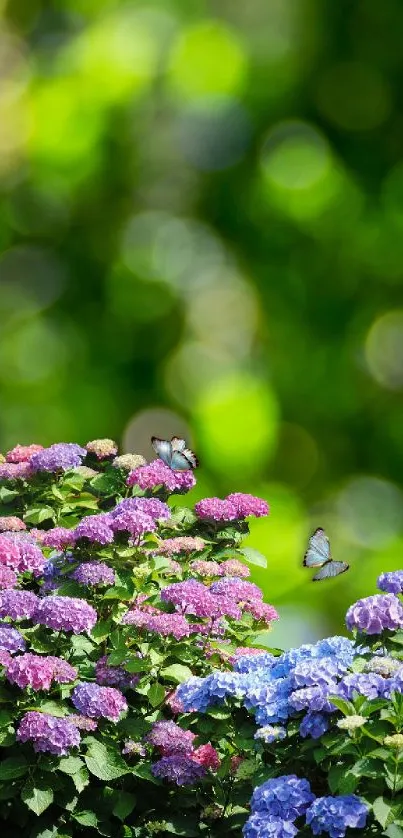 Colorful hydrangeas and butterflies in a lush green garden wallpaper.